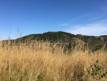 Scenic view of field against clear blue sky