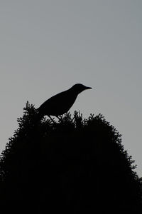 Silhouette bird perching on a tree