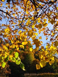 Close-up of yellow tree against sky