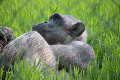 Trees on grassy field