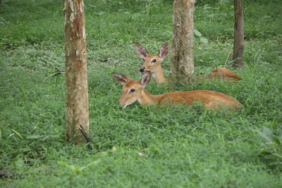 Deer in a field