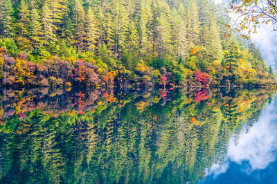 Scenic view of forest and river