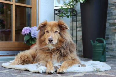 Portrait of dog sitting by window