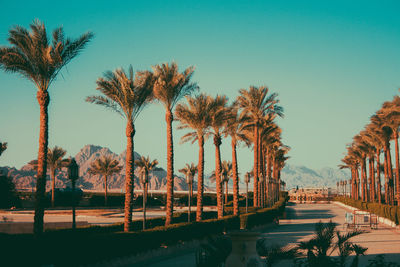 Palm trees by swimming pool against sky