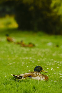 Close-up of a bird on grass