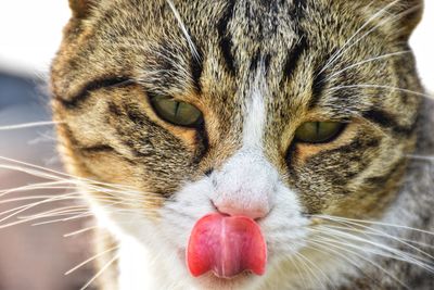 Close-up portrait of cat