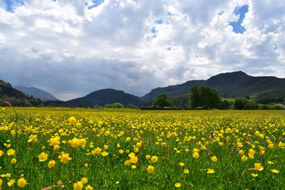 Scenic view of oilseed rape field against sky