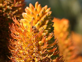 Close-up of bee on yellow flower