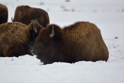 Sheep on snow field