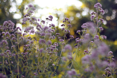 Close-up of flowers