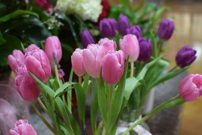 Close-up of pink tulips