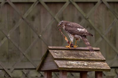 Close-up of bird perching on wood