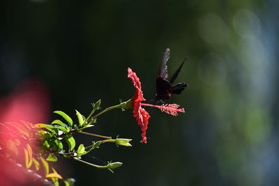 Close-up of red flowering plant