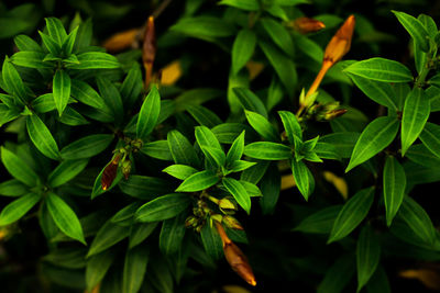 Close-up of fresh green plant