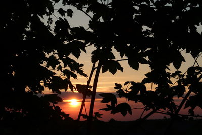 Low angle view of silhouette tree against orange sky