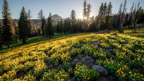 Scenic view of field