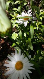 Close-up of white flowers