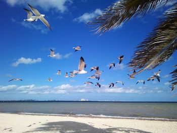 Low angle view of seagulls flying over beach against sky