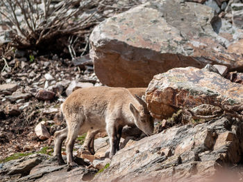 Side view of sheep on rock