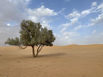 Tree in desert against sky