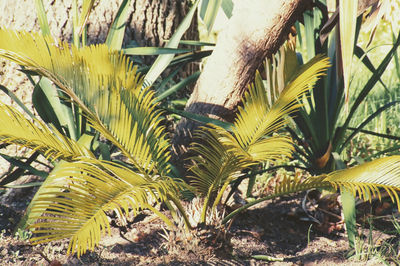 Close-up of palm tree