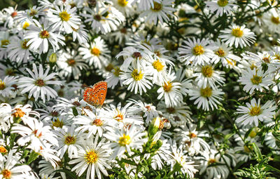 Background with butterfly on white flowers in sunny day