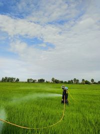 paddy field