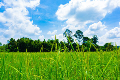 Scenic view of agricultural field against sky