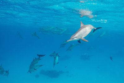 Swimming dolphins playing