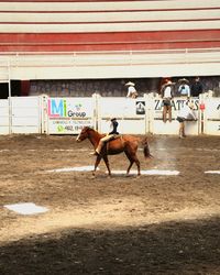 Horses on floor against brick wall