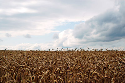 Wheat field against sky