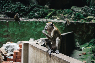 Monkey sitting on stone wall