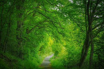 Scenic view of forest