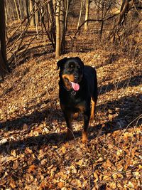 Portrait of dog standing on field in forest