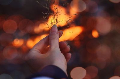 Close-up of woman hand holding plants during sunset