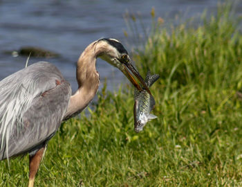 Close-up of gray heron on grass