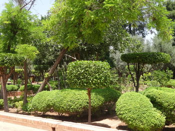 Plants and trees in park