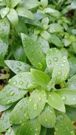 Close-up of water drops on leaves