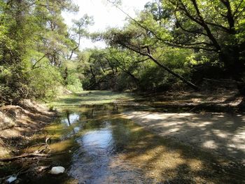 Scenic view of river amidst trees in forest