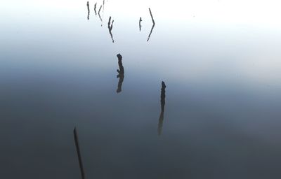 Close-up of ducks swimming on lake