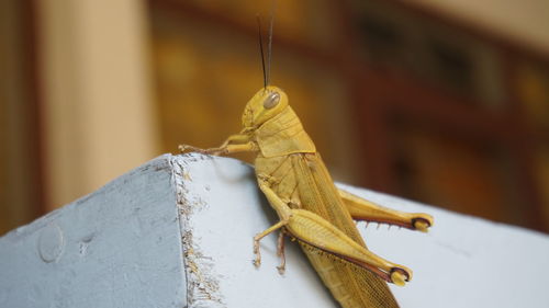 Close-up of a lizard