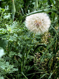 Close-up of dandelion on field