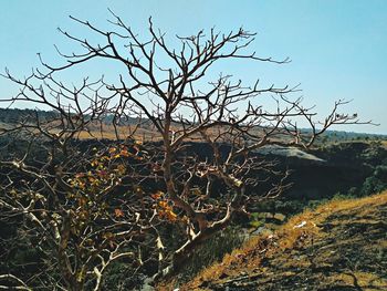 Bare tree against sky