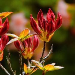 Close-up of red flowering plant