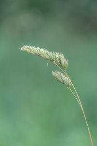 Close-up of white flower