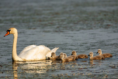 Family of swans on the marsh, lonjsko polje