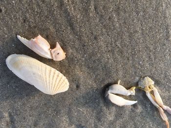 High angle view of seashells on beach