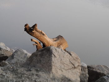 Side view of lizard on rock by lake