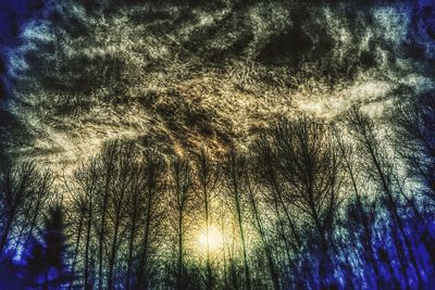 Low angle view of trees against sky in forest