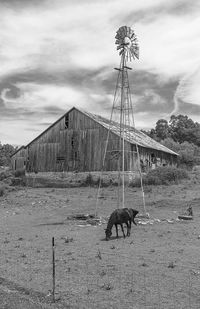 View of horse on field against sky